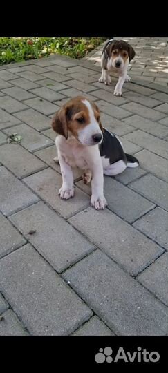 Щенки русской пегой гончей