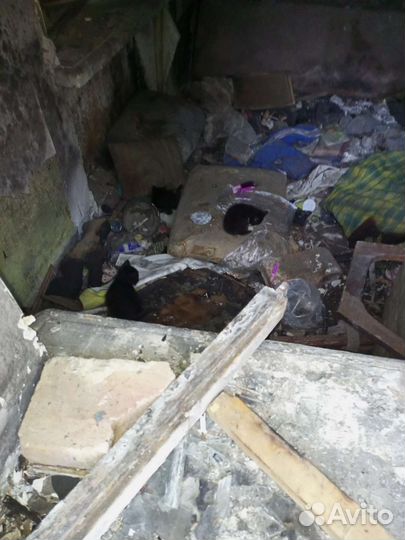 Бездомная Кошка с котятами