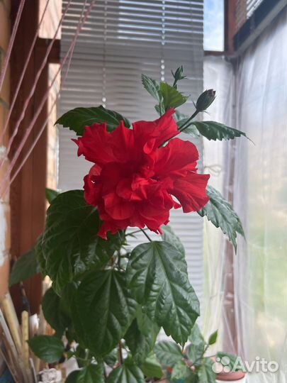Гибискус красный махровый, алоэ