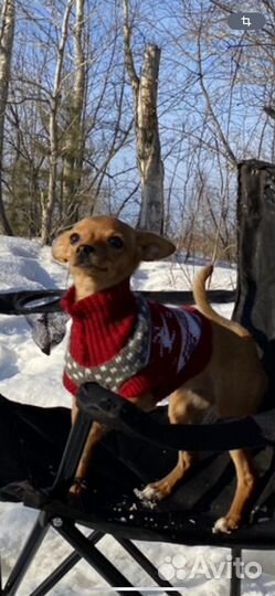 Вязка той-терьер девочка