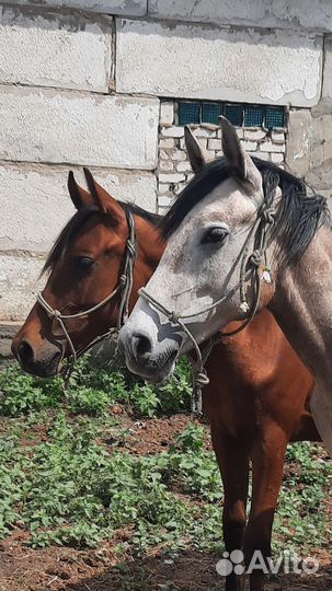 Продажа лошадей