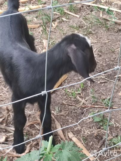 Англо-нубийские козлята