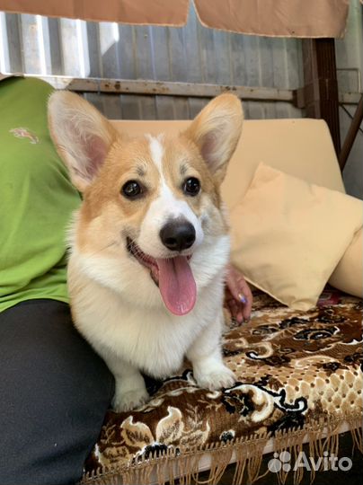 Вельш-корги щенки