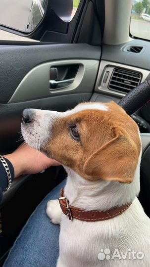 Джек рассел терьер на вязку