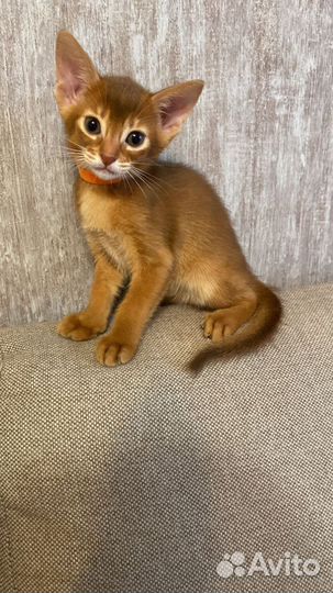 Абиссинская