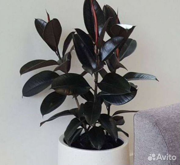 Фикус Эластика Мелани / Ficus Elastica Melany