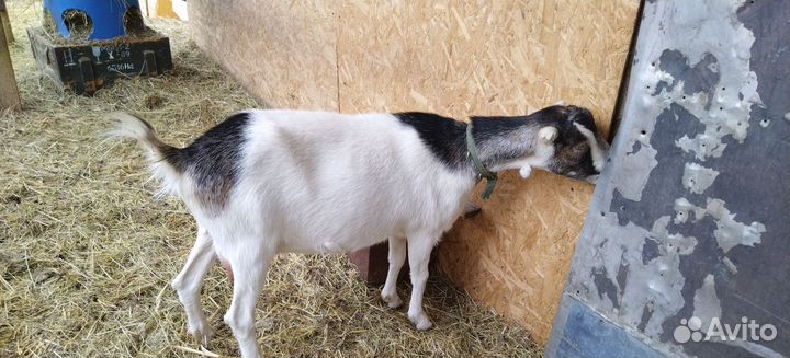 Козы, козёл Ламанча