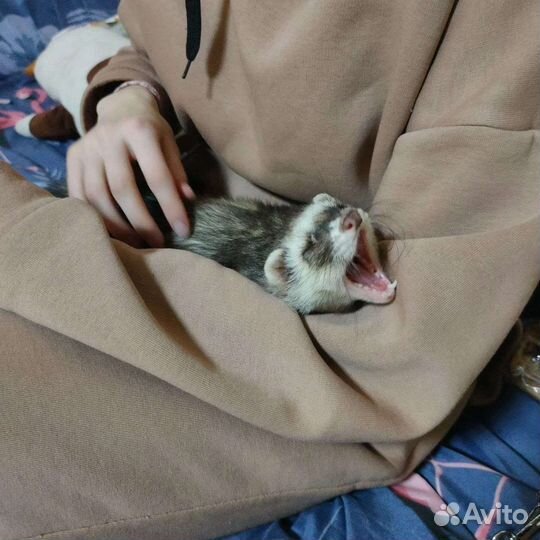 Хорек с клеткой