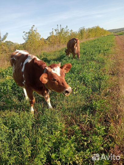 Телочка джерси