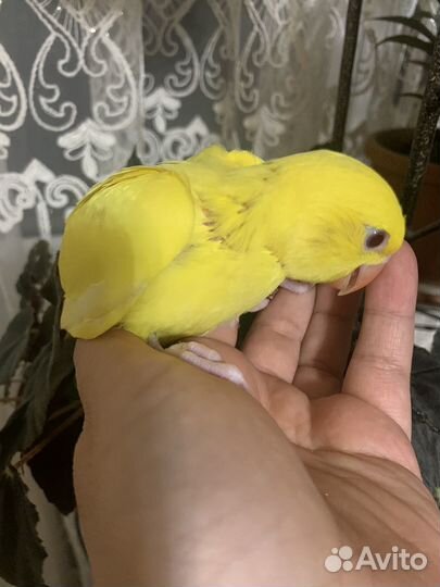 Ручной ожереловый поругай