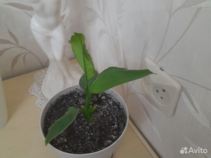 Спатифиллум продаются отростки