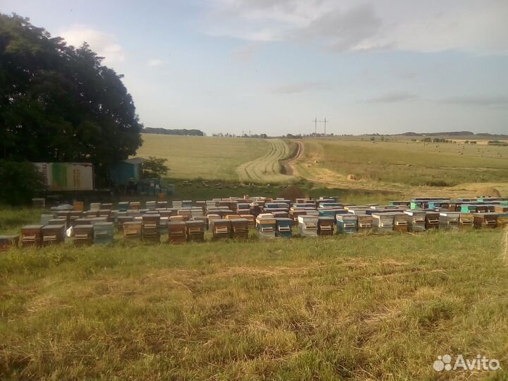 Пчеломатки