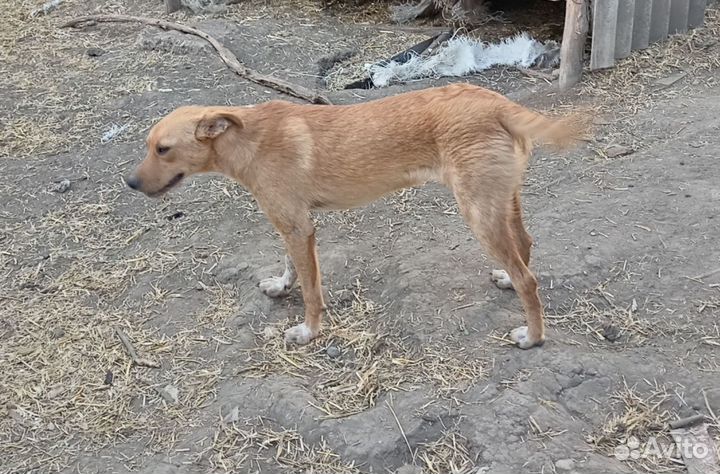 Собаки 9 месяцев в хорошие руки