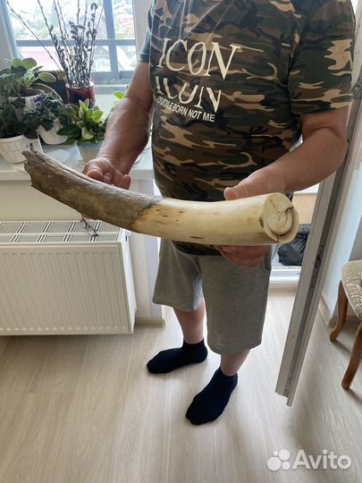 Бивень мамонта