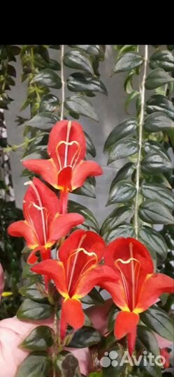 Колумнея Dragon Fire