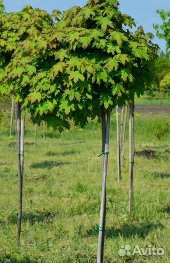 Клен саженцы, крупномеры