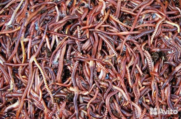 Червь старатель