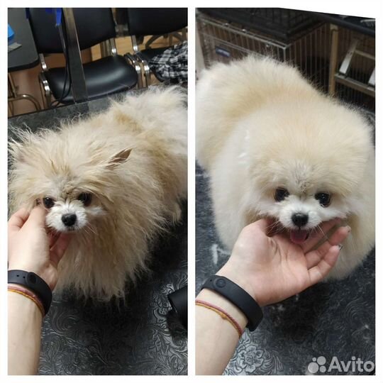 Груминг собак и кошек