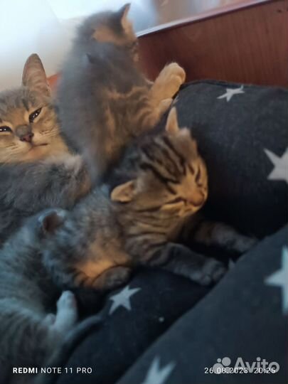 Кошка в дар бесплатно