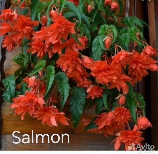 Бегония ампельная вегетативная