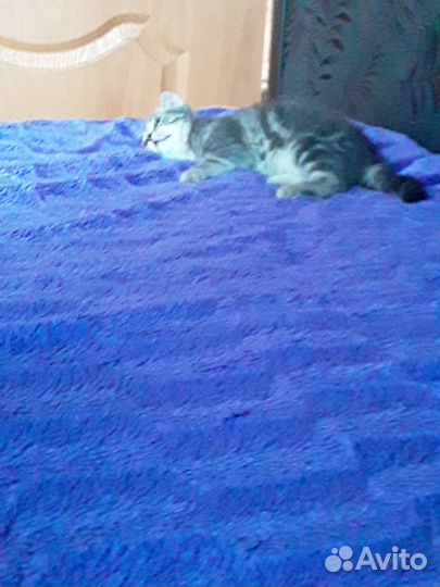 Кошка 2 месяца