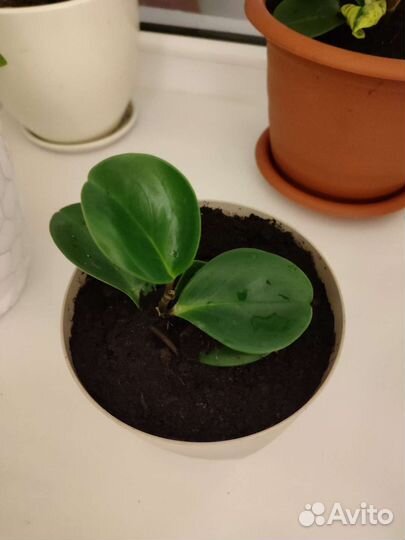 Пеперомия туполистная