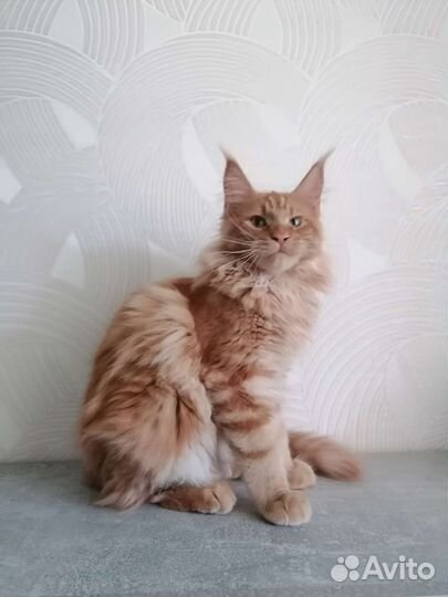 Котята мейн-кун рыжие