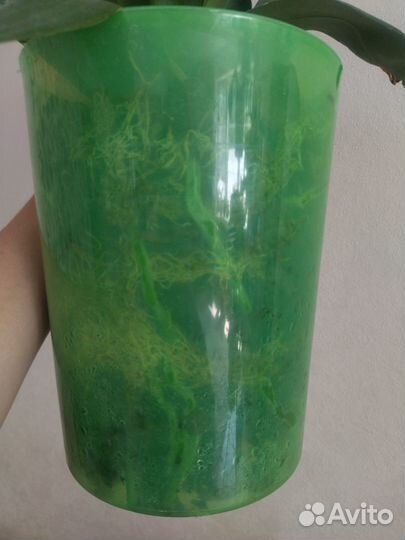 Фаленопсис Вашингтон