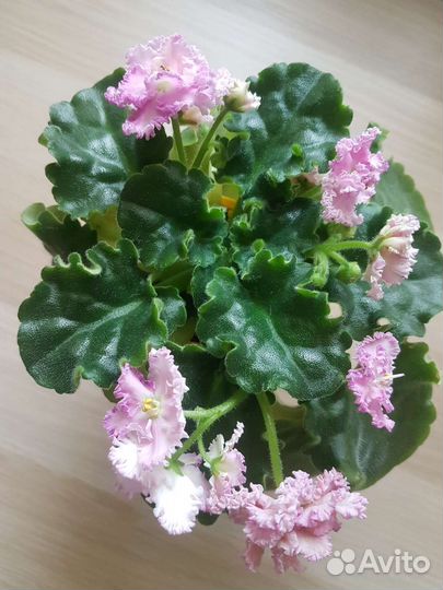 Фиалка Rosie Ruffles