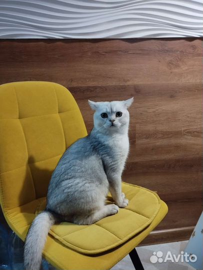Шотландский кот вязка