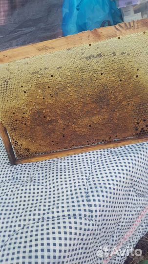 Мед гречишный