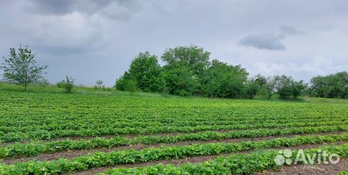 Рассада клубники прием заказов на осень 2023