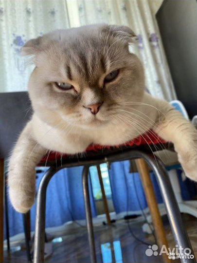 Скоттиш фолд, вязка