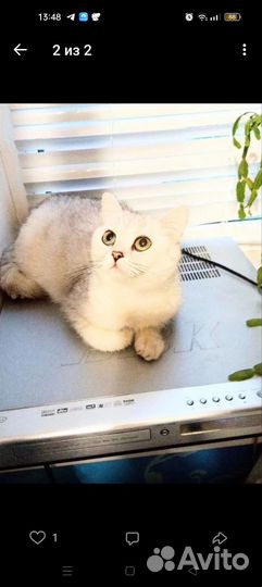 Британская Кошечка