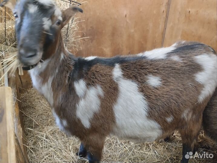 Козы дойные, козел