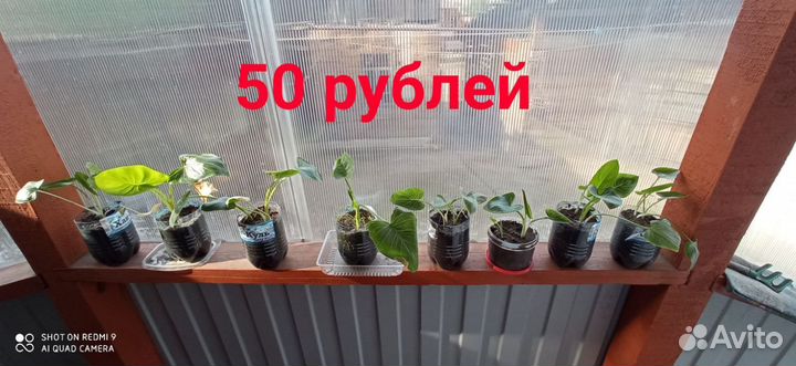 Комнатные цветы