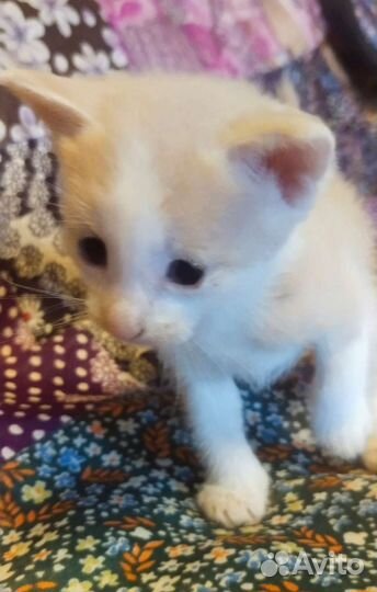 Кремовый британец