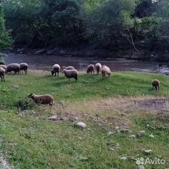 Овечья шерсть