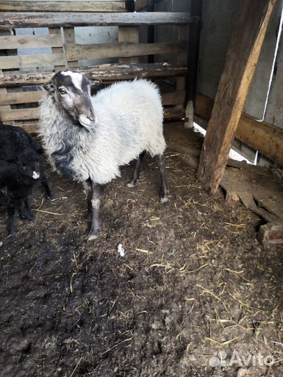 Баран романовский на племя