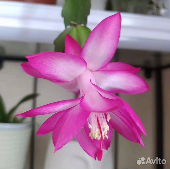 Декабрист Шлюмбергера Комнатные растения цветы