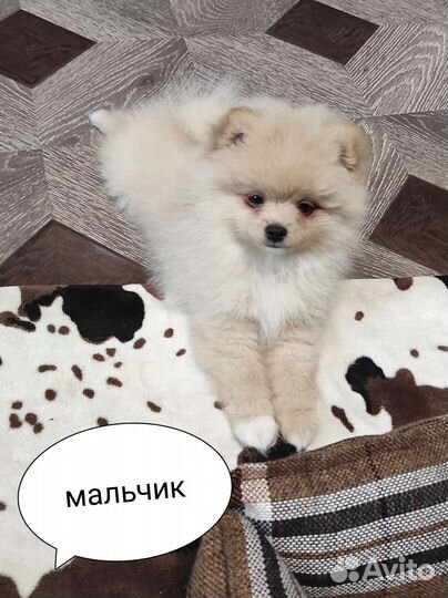 Щенки немецкого шпица