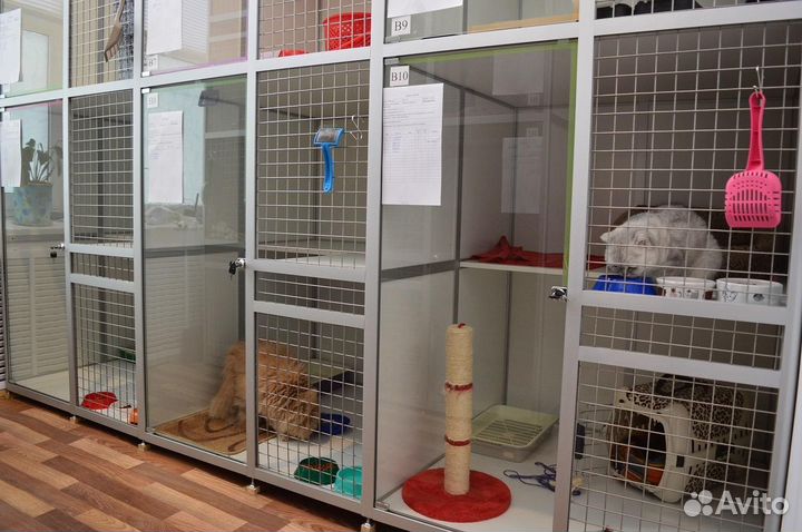 Зооотель передержка для кошек и маленьких собак