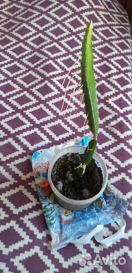 Питахайя(драконий зуб)пложоносящий кактус