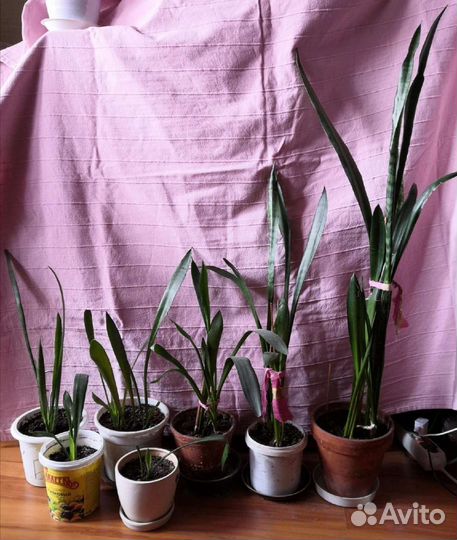 Сансевиерия