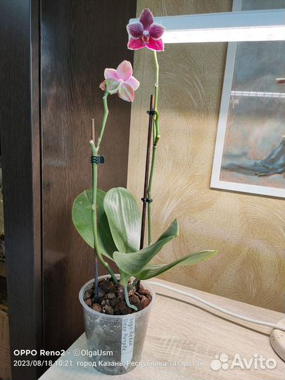 Орхидея фаленопсис Sogo Relex. Ароматная