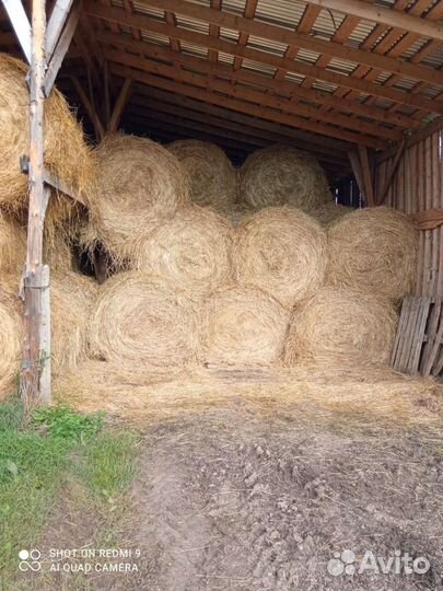 Продам сено