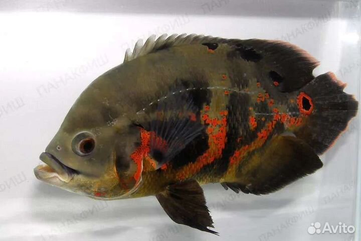 Астронотусы