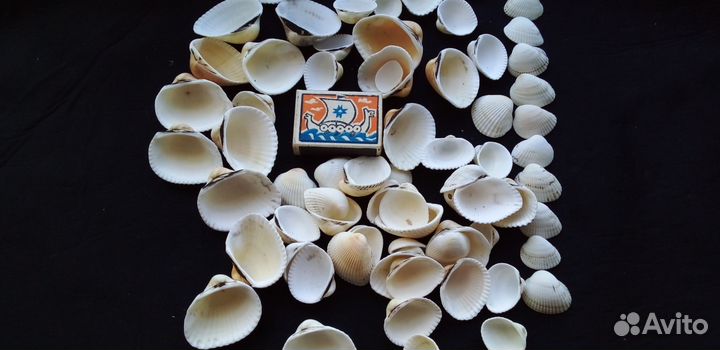 Морские ракушки скафарки
