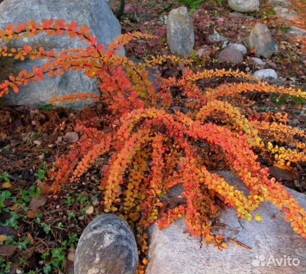 Барбарис.живая изгородь