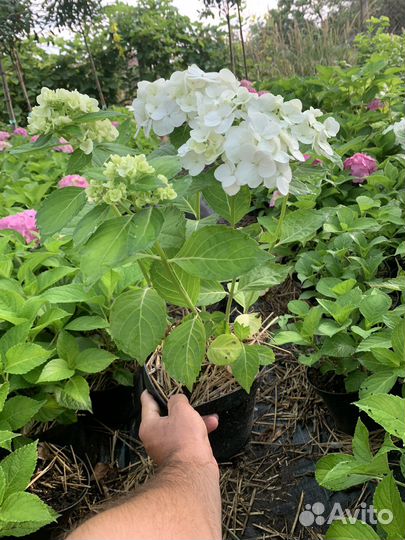 Гортензия